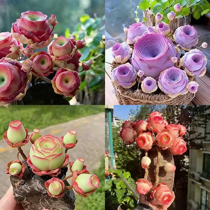 Mountain Rose Seeds | 500pcs Per Bag