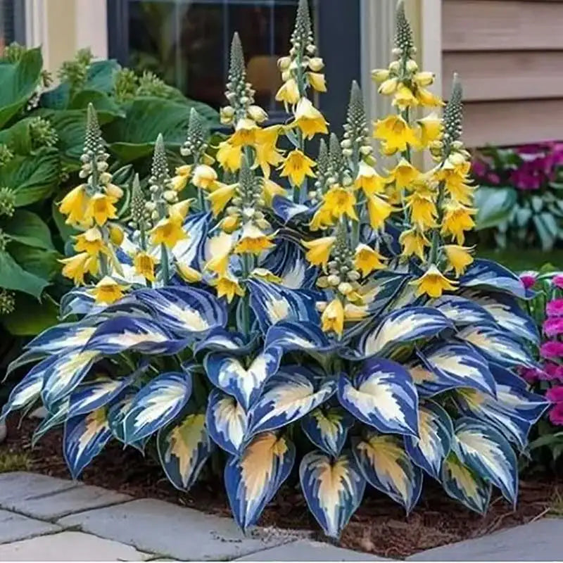 Hosta Seeds | 1000pcs Per Bag