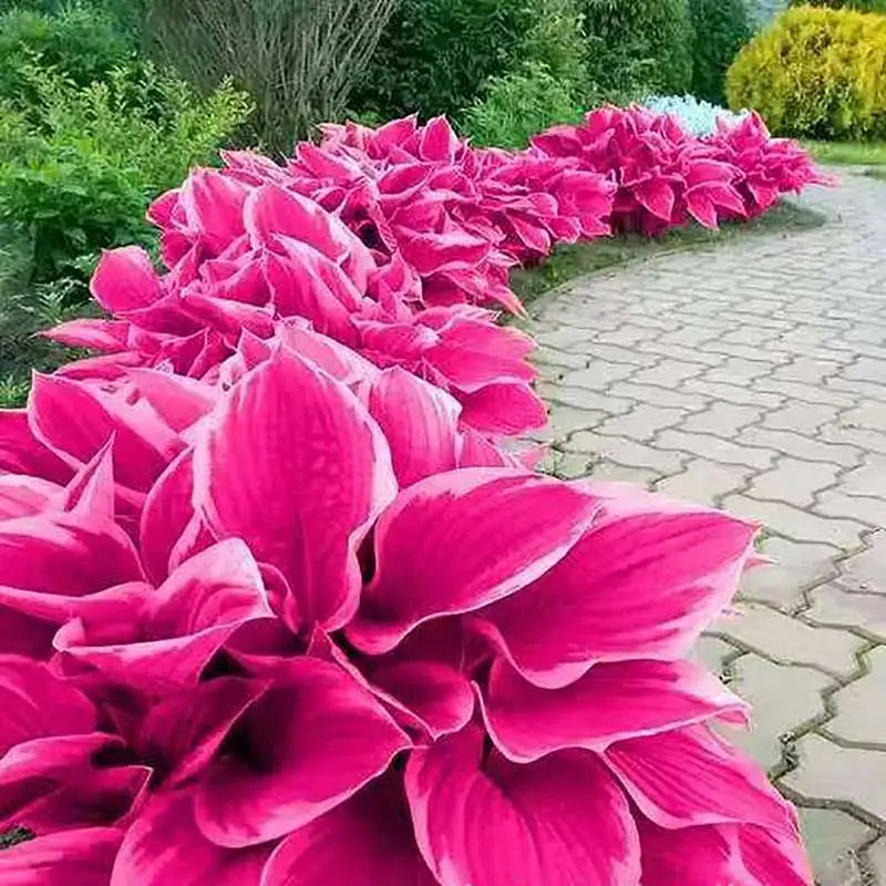 Hosta Seeds | 1000pcs Per Bag