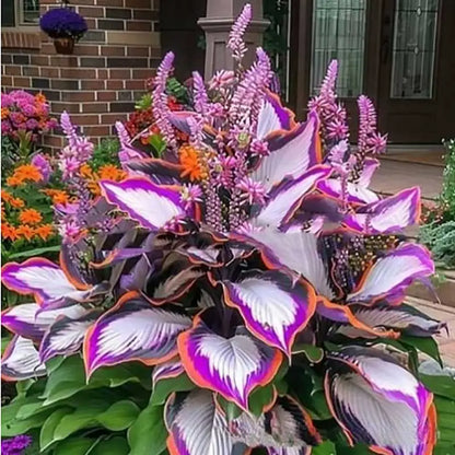 Hosta Seeds | 1000pcs Per Bag