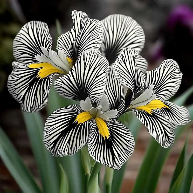 Orchid Seeds | 1000pcs Per Bag