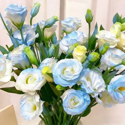 Eustoma grandiflorum Seeds | 500pcs Per Bag