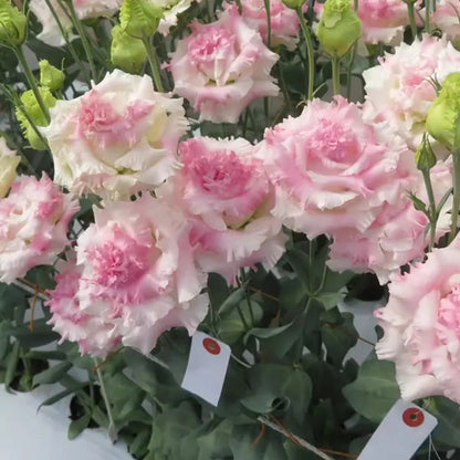 Eustoma grandiflorum Seeds | 1000pcs Per Bag