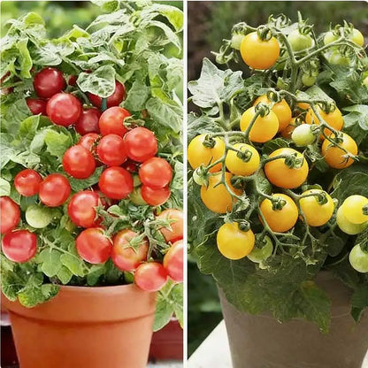 Tomato Seeds | 100pcs Per Bag