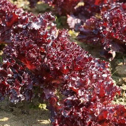 Vegetable Seeds | 10 Grams Per Bag