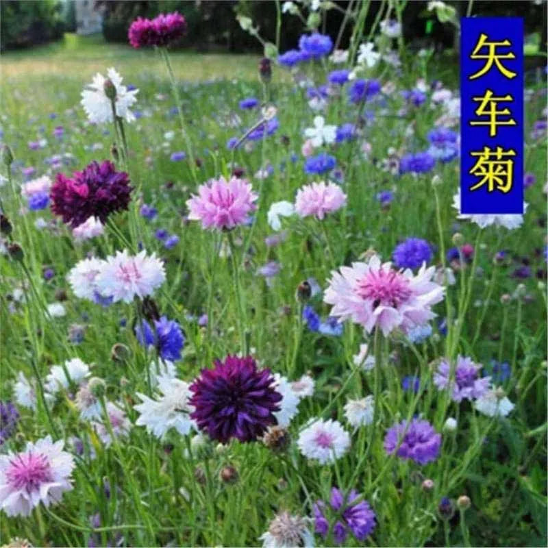 Daisy Seeds | 10 Grams Per Bag