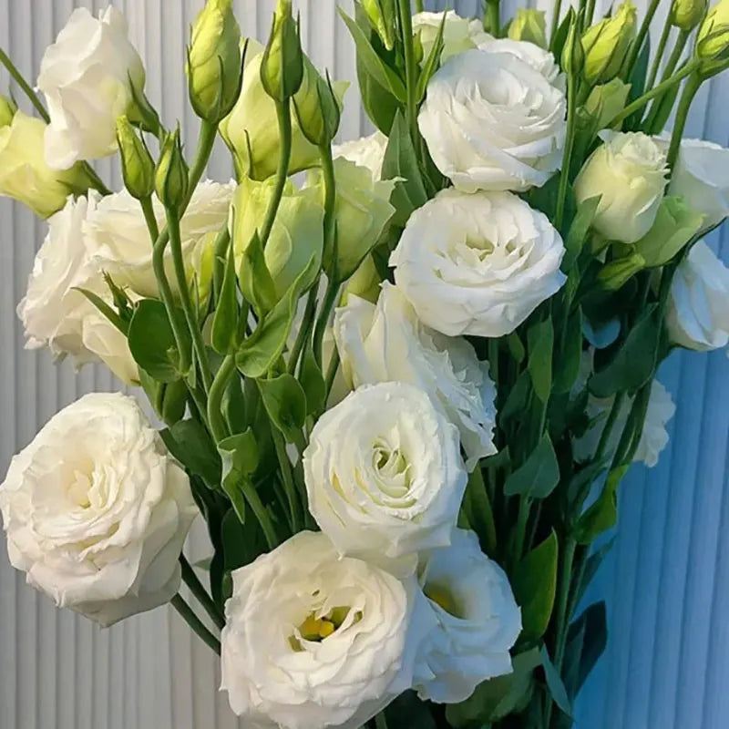Eustoma grandiflorum Seeds | 1000pcs Per Bag