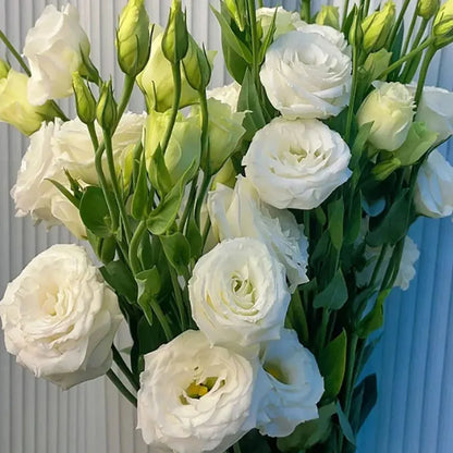Eustoma grandiflorum Seeds | 1000pcs Per Bag