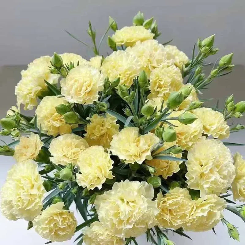Carnation Seeds | 528pcs Per Bag