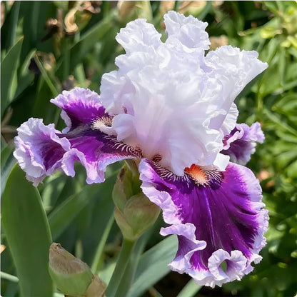 Blue Iris Seeds | 1000pcs Per Bag