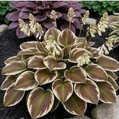 Hosta Seeds | 1000pcs Per Bag