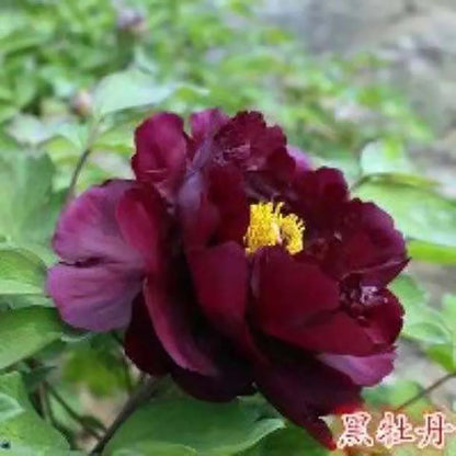 Peony Seeds | 100pcs Per Bag