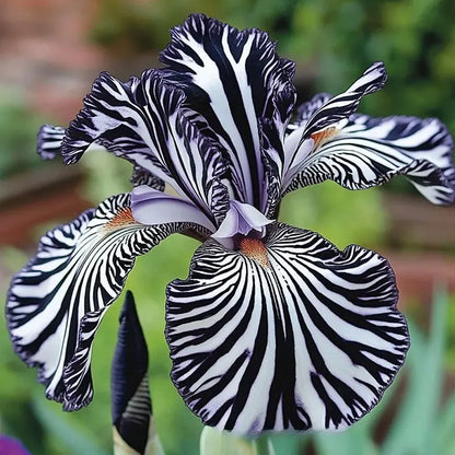 Orchid Seeds | 1000pcs Per Bag