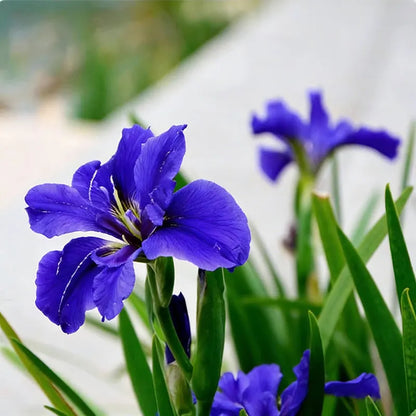 Blue Iris Seeds | 1000pcs Per Bag