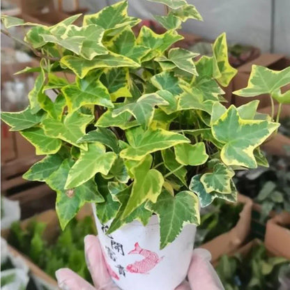Bonsai flowers Seeds | 10 Grams Per Bag