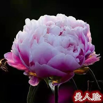 Peony Seeds | 100pcs Per Bag