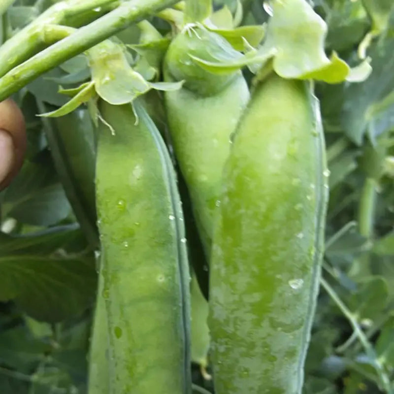 Vegetable Seeds | 10 Grams Per Bag