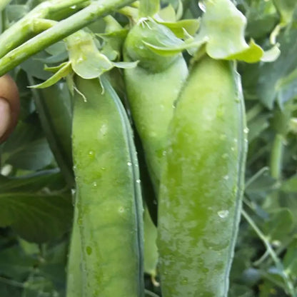 Vegetable Seeds | 10 Grams Per Bag