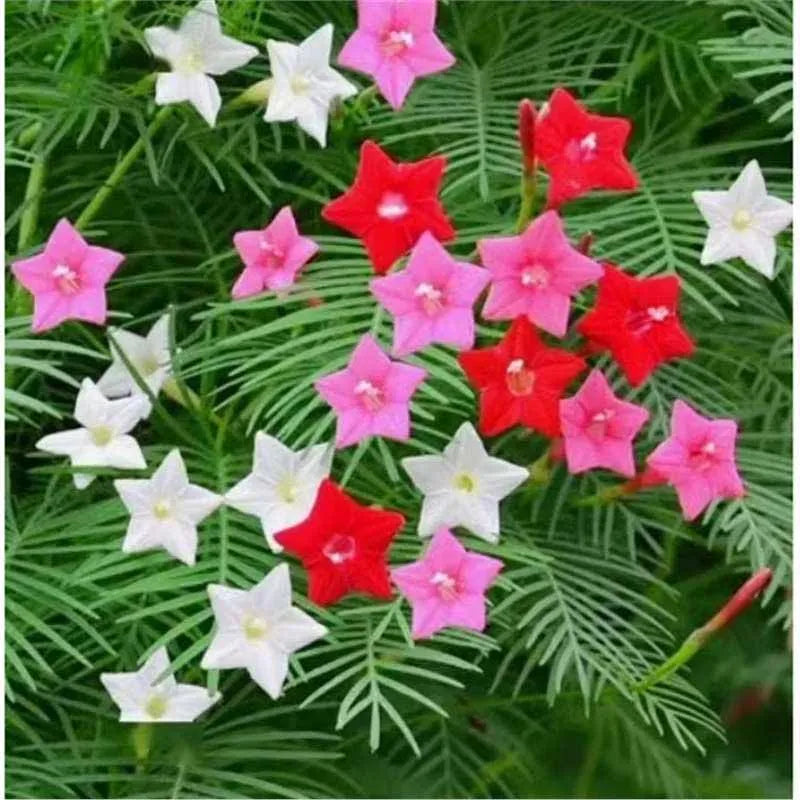 Daisy Seeds | 10 Grams Per Bag