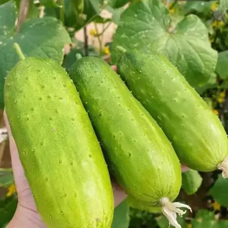 Cucumber Fruits Seeds | 10 Grams Per Bag