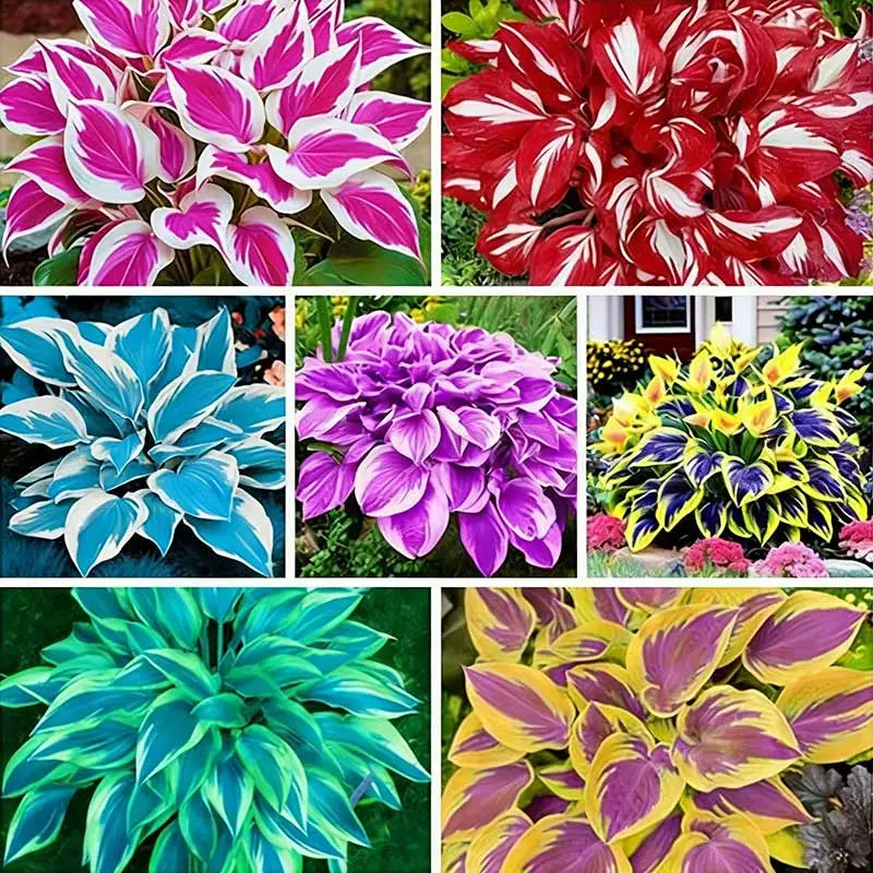 Hosta Seeds | 1000pcs Per Bag