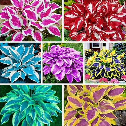 Hosta Seeds | 1000pcs Per Bag