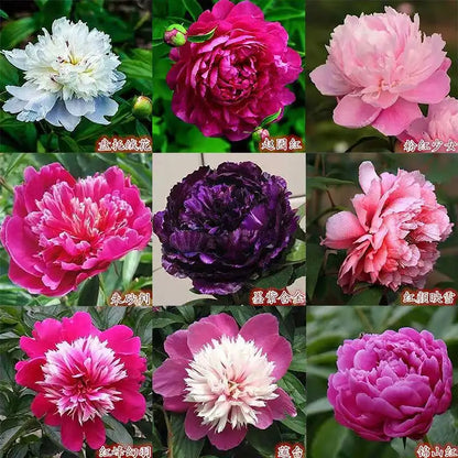 Peony Seeds | 100pcs Per Bag