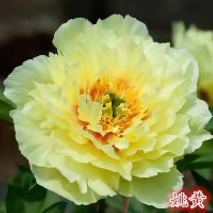 Peony Seeds | 100pcs Per Bag