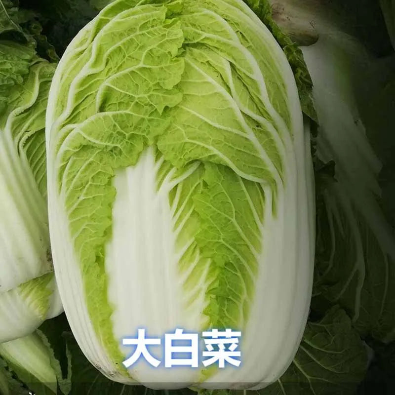 Vegetable Seeds | 10 Grams Per Bag