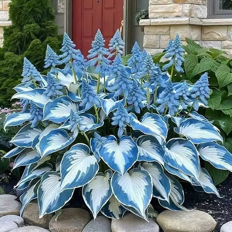 Hosta Seeds | 1000pcs Per Bag
