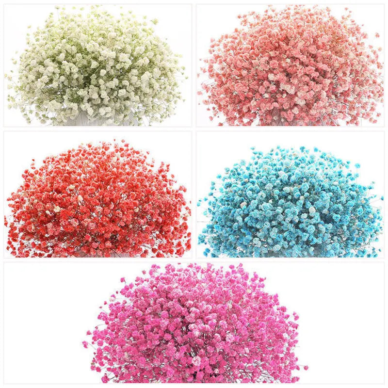 Babysbreath  Seeds | 500pcs Per Bag