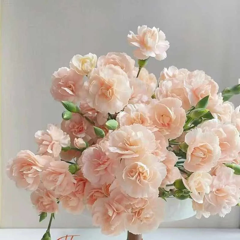 Carnation Seeds | 528pcs Per Bag