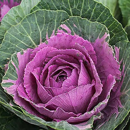 Vegetable Seeds | 10 Grams Per Bag