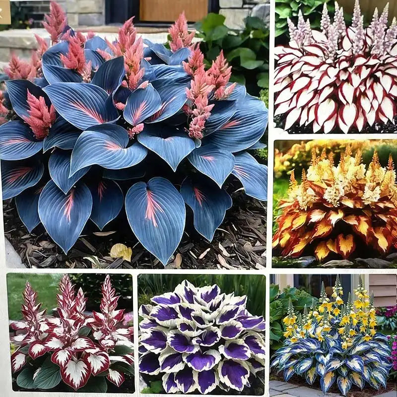 Hosta Seeds | 1000pcs Per Bag