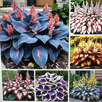 Hosta Seeds | 1000pcs Per Bag