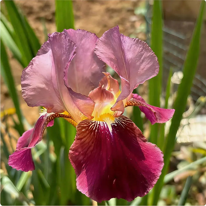 Blue Iris Seeds | 1000pcs Per Bag