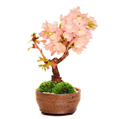 Bonsai flowers Seeds | 10 Grams Per Bag