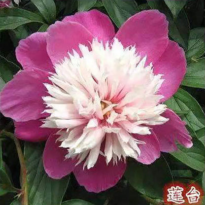 Peony Seeds | 100pcs Per Bag