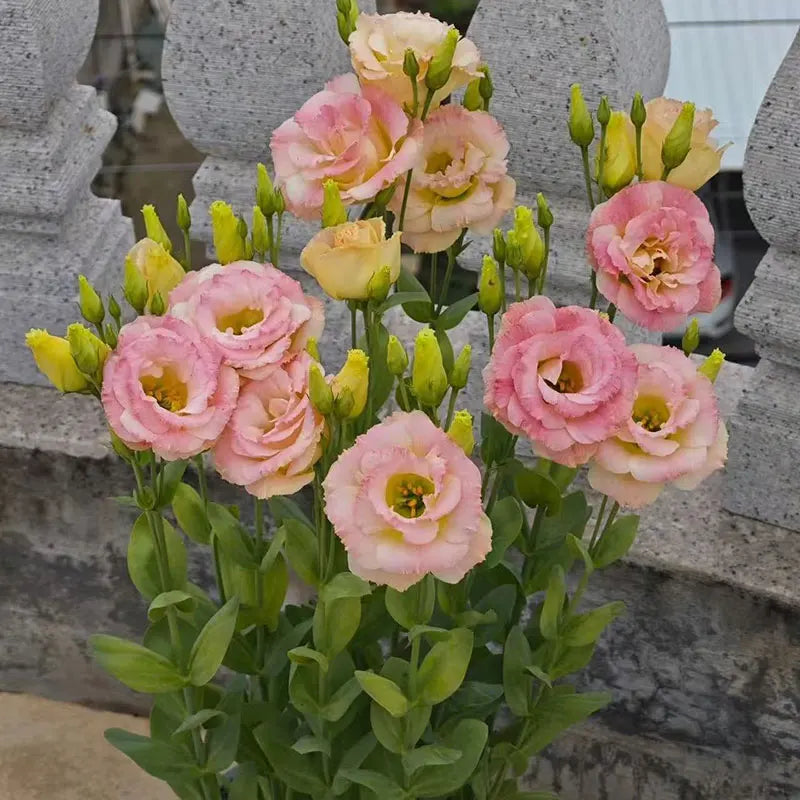 Eustoma grandiflorum Seeds | 500pcs Per Bag