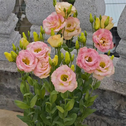 Eustoma grandiflorum Seeds | 500pcs Per Bag