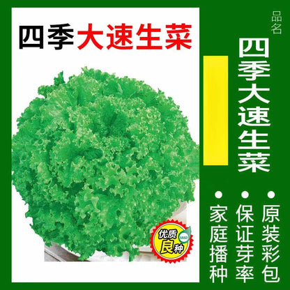 Vegetable Seeds | 10 Grams Per Bag