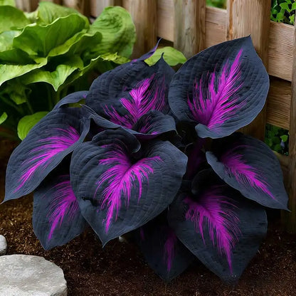 Hosta Seeds | 1000pcs Per Bag