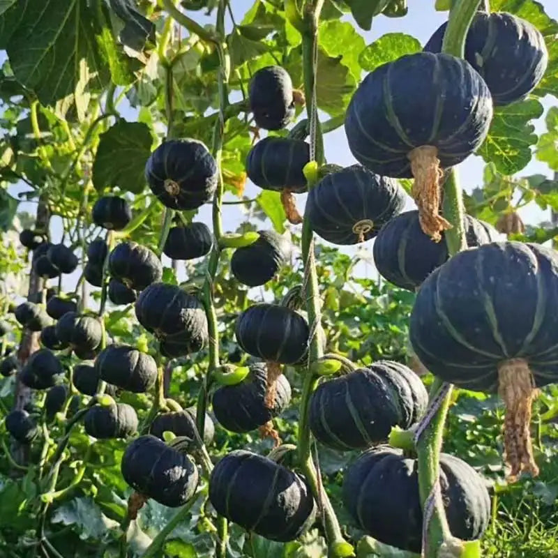 Vegetable Seeds | 10 Grams Per Bag