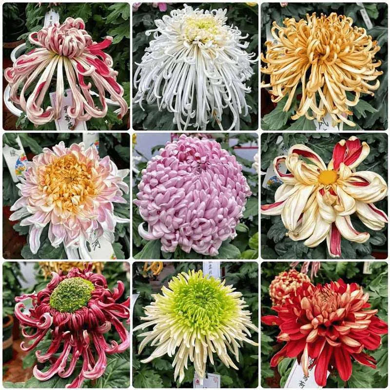 Chrysanthemum Seeds | 500pcs Per Bag