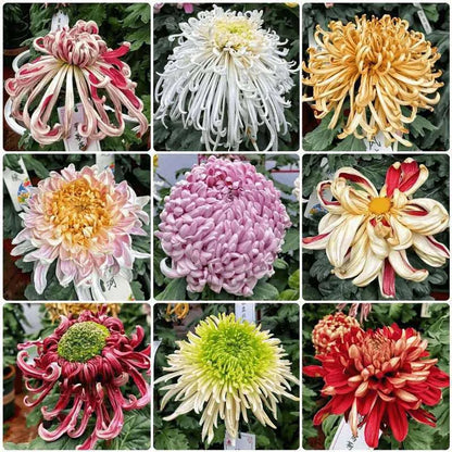 Chrysanthemum Seeds | 500pcs Per Bag