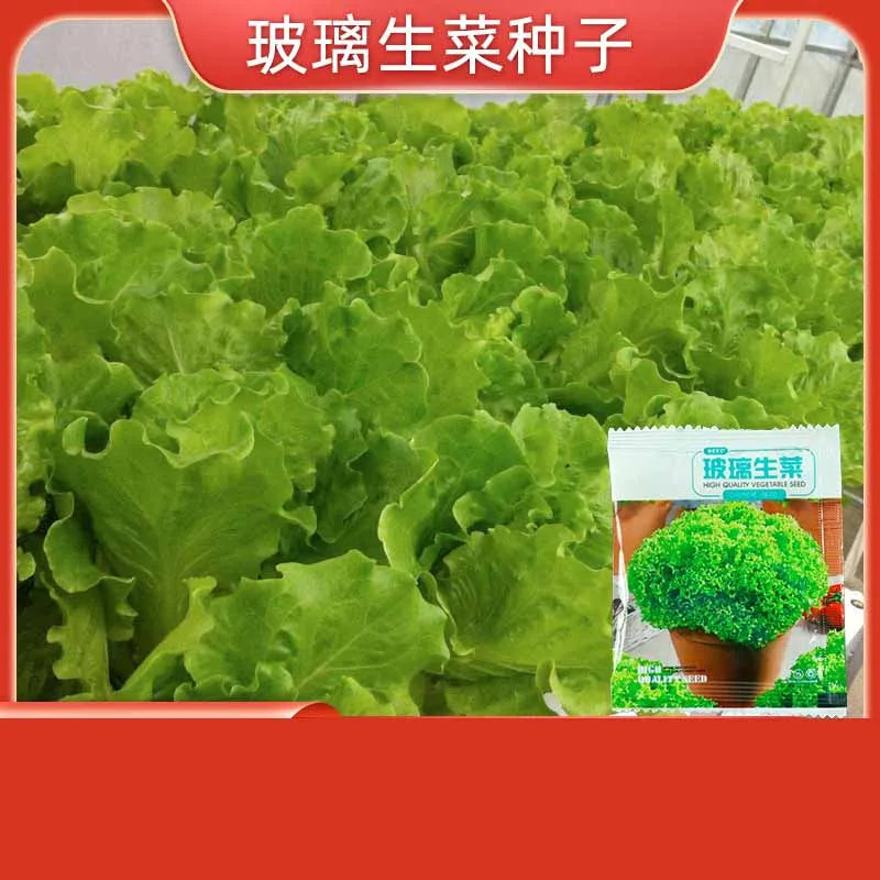 Vegetable Seeds | 10 Grams Per Bag