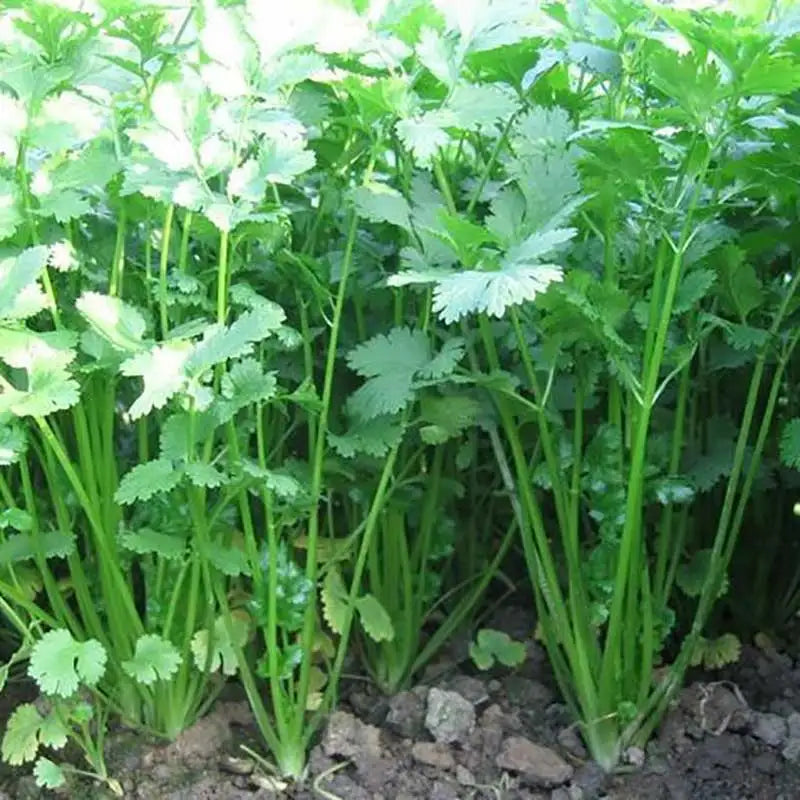 Vegetable Seeds | 10 Grams Per Bag