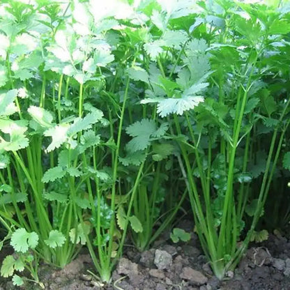 Vegetable Seeds | 10 Grams Per Bag