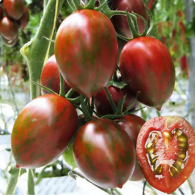Tomato Seeds | 100pcs Per Bag