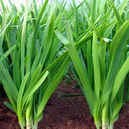 Vegetable Seeds | 10 Grams Per Bag